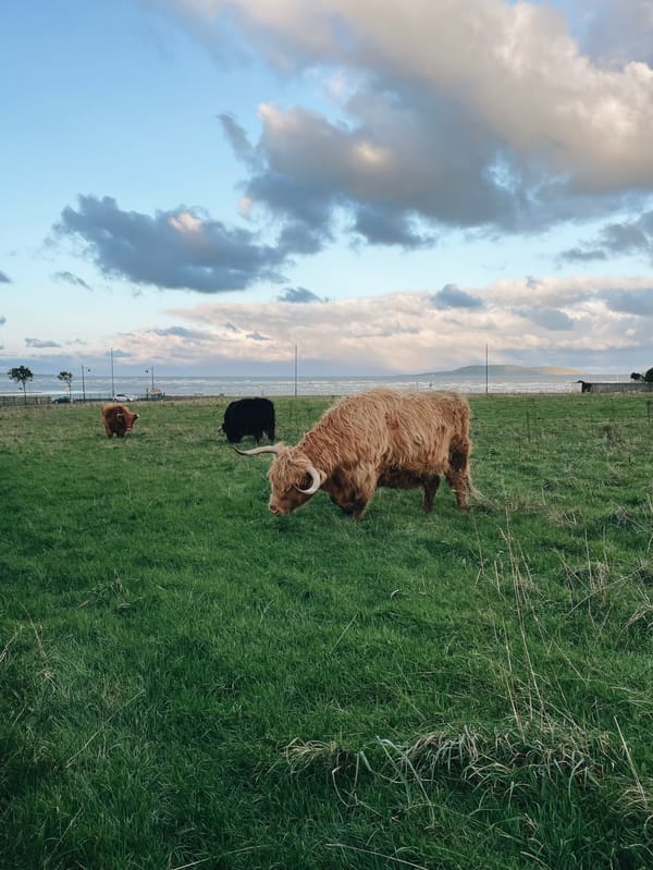 Three highland cows with big horns in a grassy field. The sea is in the background.